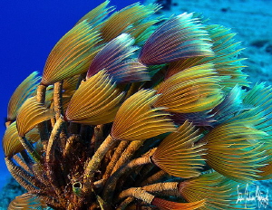 Social Feather Dusters filtering the clear Caribbean wate... by Steven Anderson 